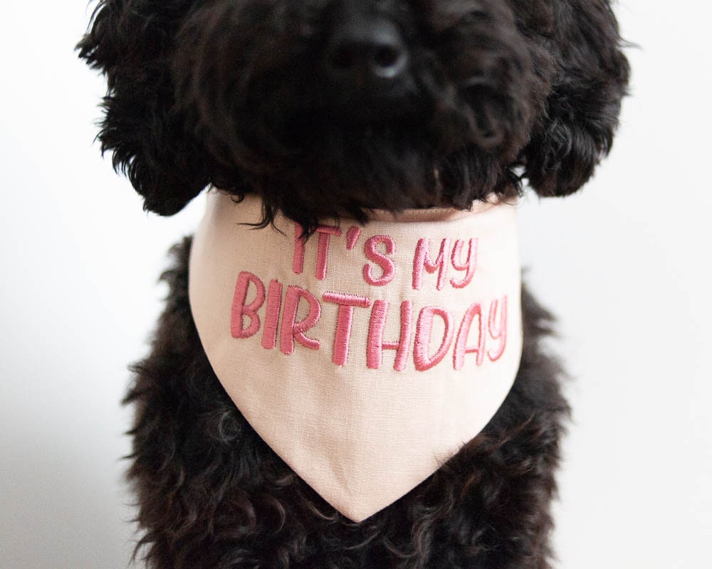 it&#39;s my birthday dog bandana with beautiful embroidery