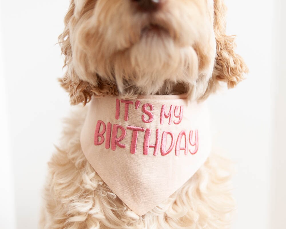 it&#39;s my birthday dog bandana with beautiful embroidery