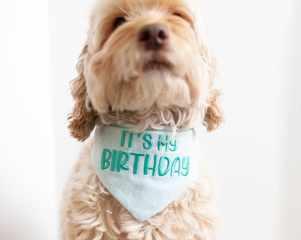 it&#39;s my birthday dog bandana with beautiful embroidery