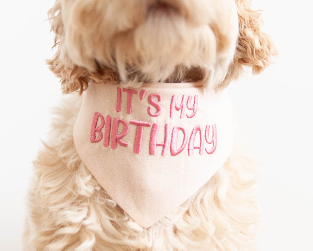 it&#39;s my birthday dog bandana with beautiful embroidery