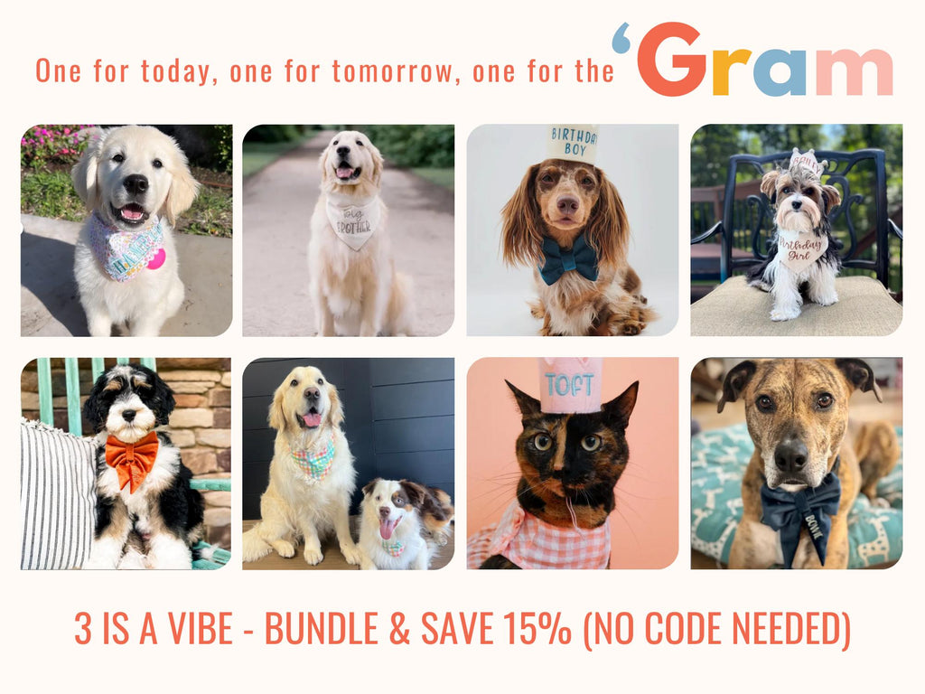 fall dog bandana with embroidered name perfect for photoshoot