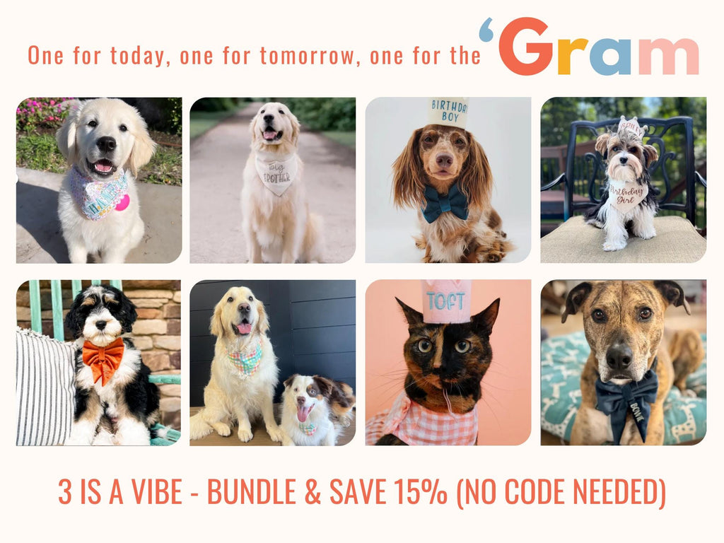 fall dog bandana with embroidered name perfect for photoshoot