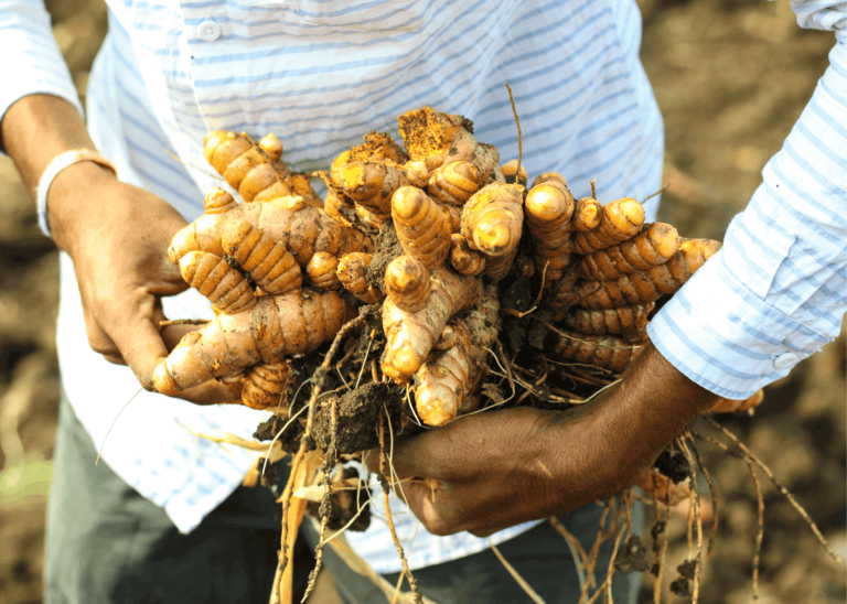 Turmeric for Dogs: A guide to this golden supplement