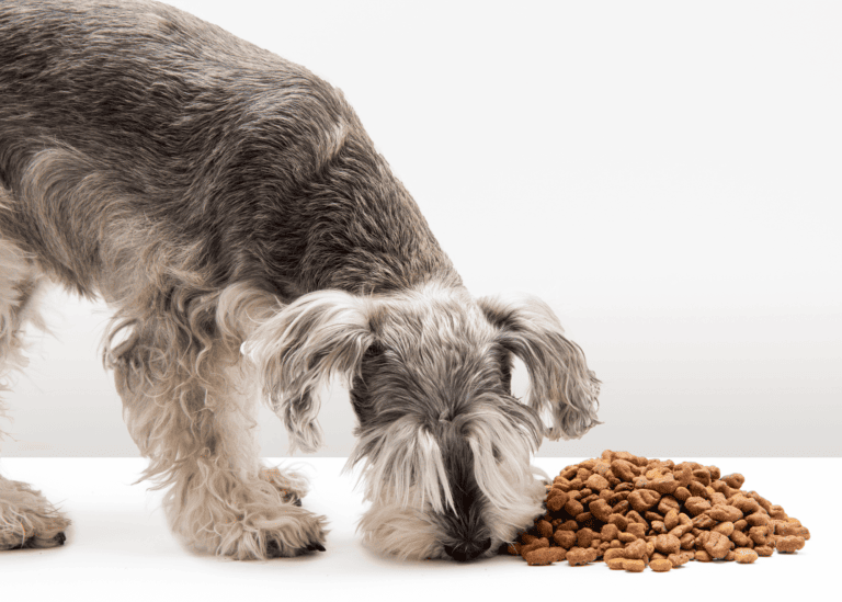 Are you looking for the best dog food storage container? Here is what we’ve learned.