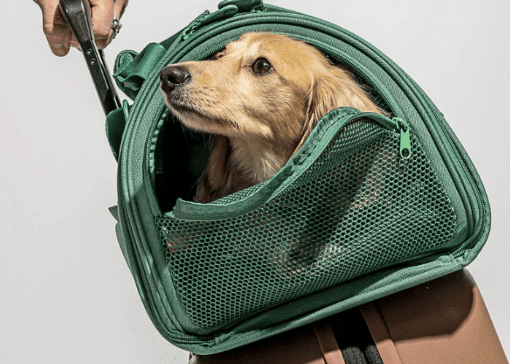 Birdsong Dog & Cat Carrier Large - Designer Tote Travel Pet Carrying P