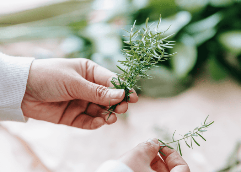 Can Dogs Eat Rosemary?