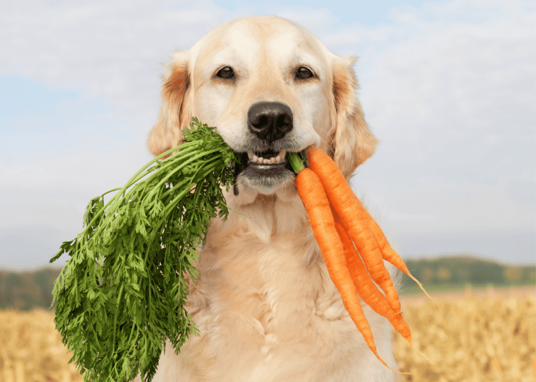 7 Dog Food Add-Ins to Enhance Kibble