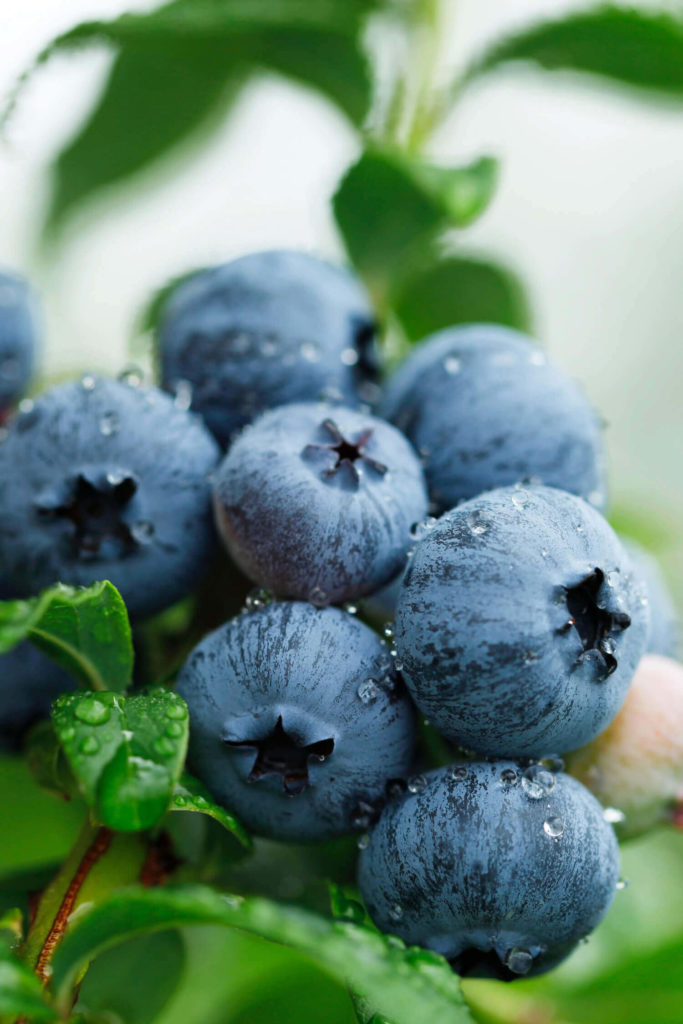 blueberries for dogs