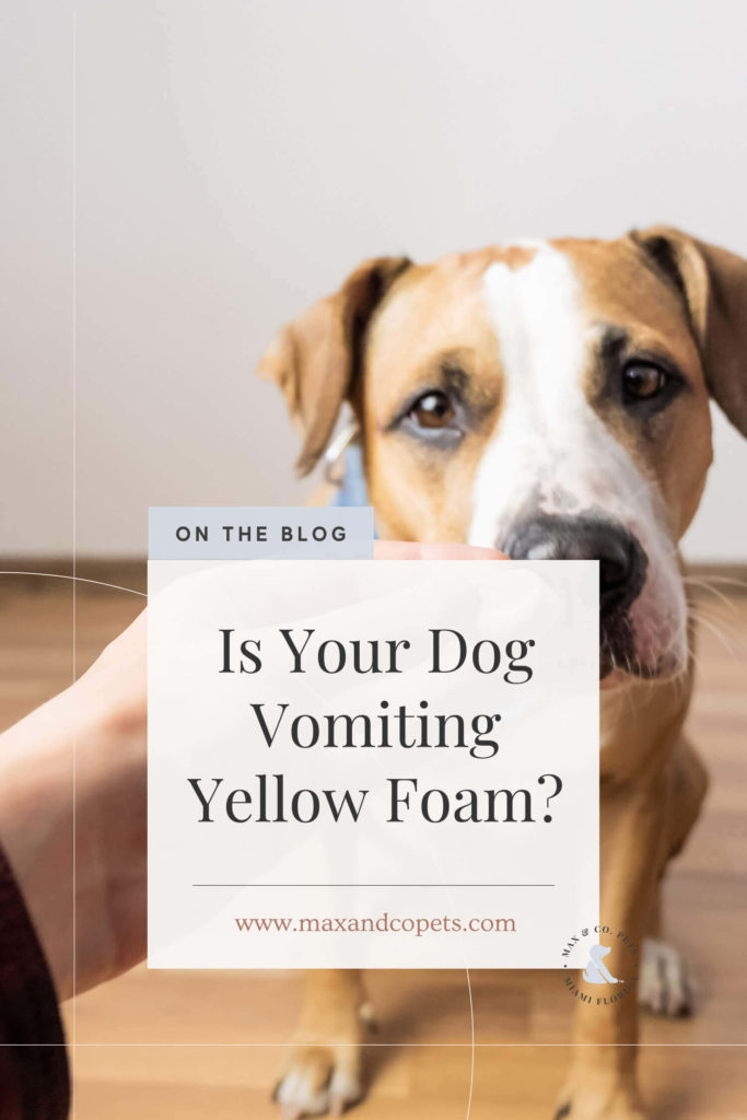 Dog vomiting yellow foam