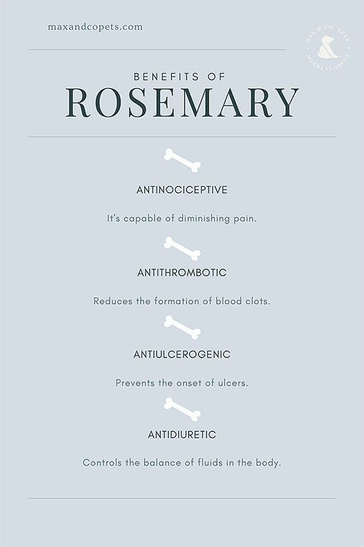 rosemary benefits for dogs