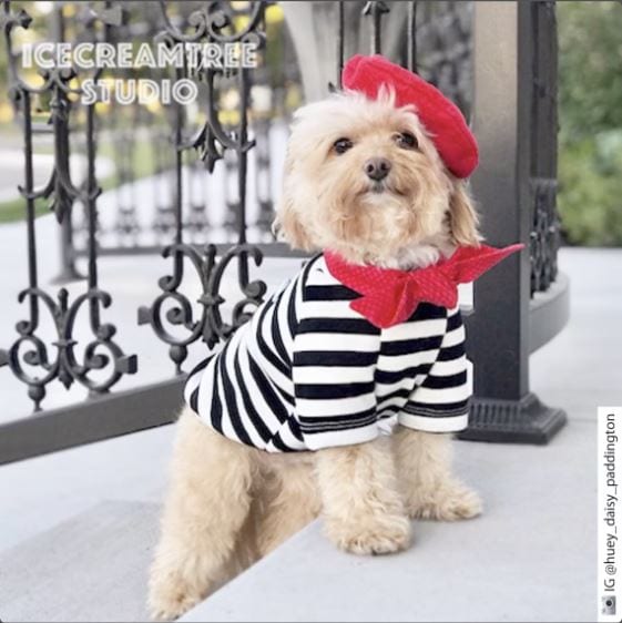 french look dog costume