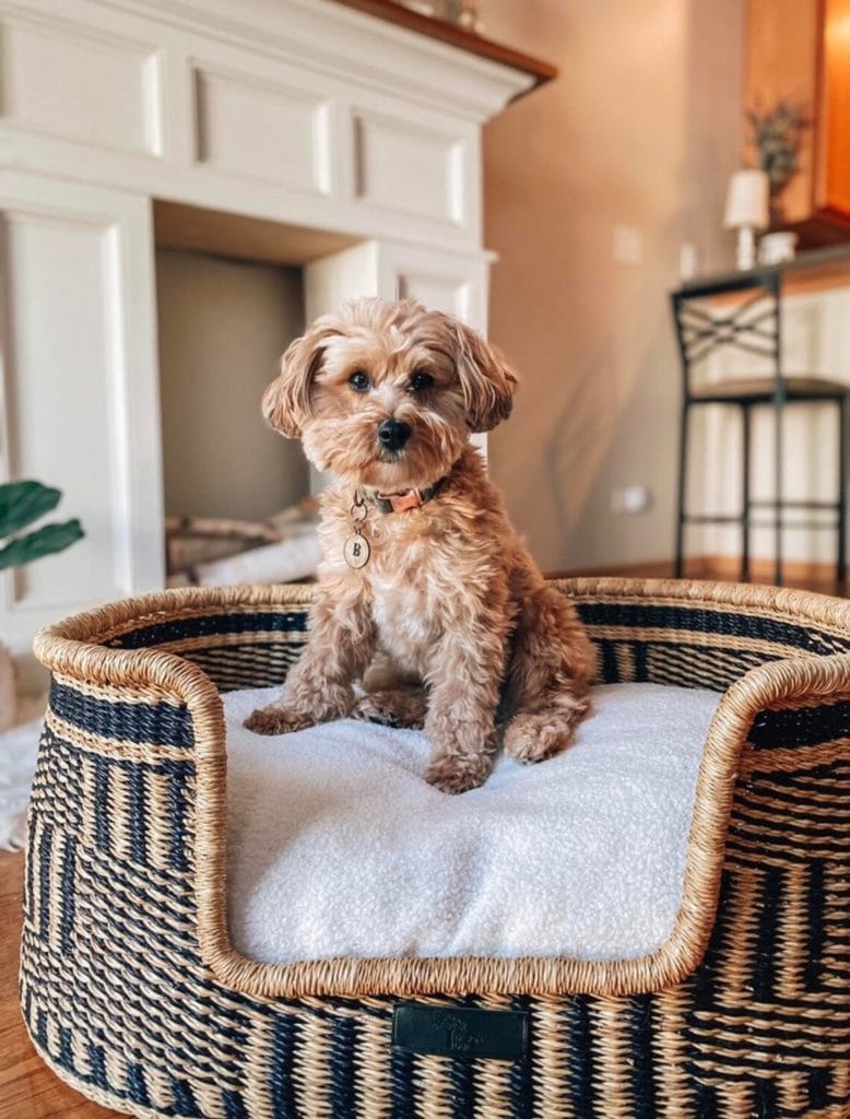 basket dog bed