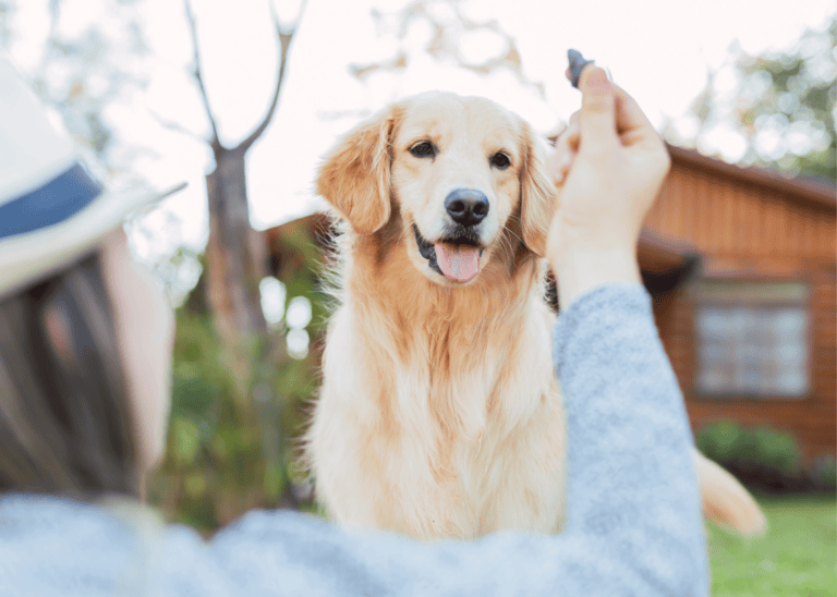 Best Treats For Raw Fed Dogs