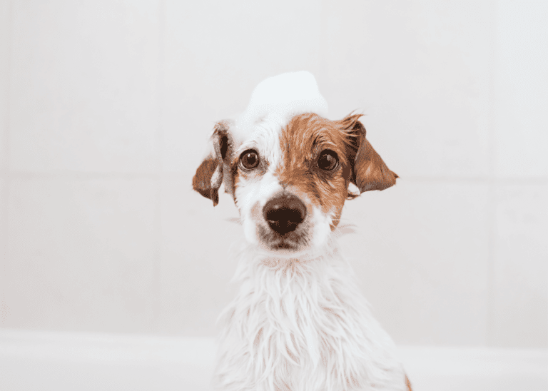 Best Dry Shampoo For Dogs