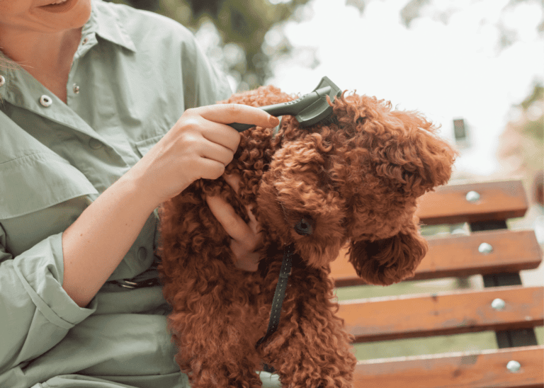 Best Dog Brush for Labradoodles (Dog Mom Grooming Tips)