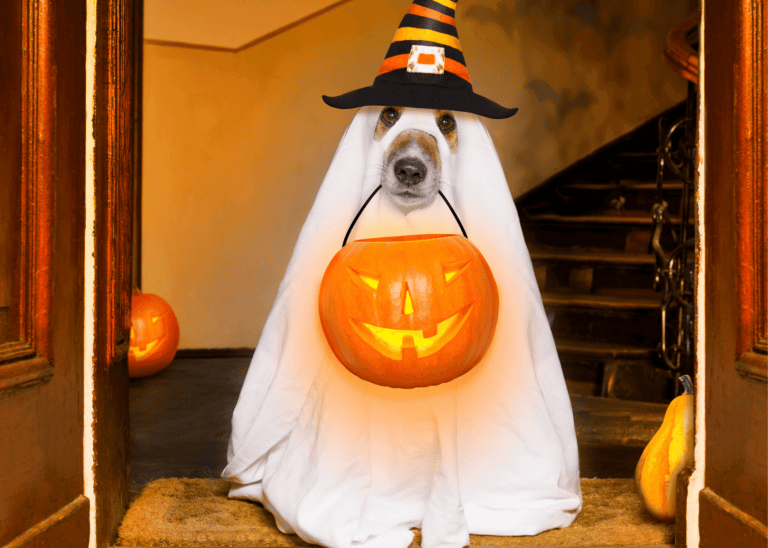 19 Large Dog Halloween Costumes For Your Fur Baby