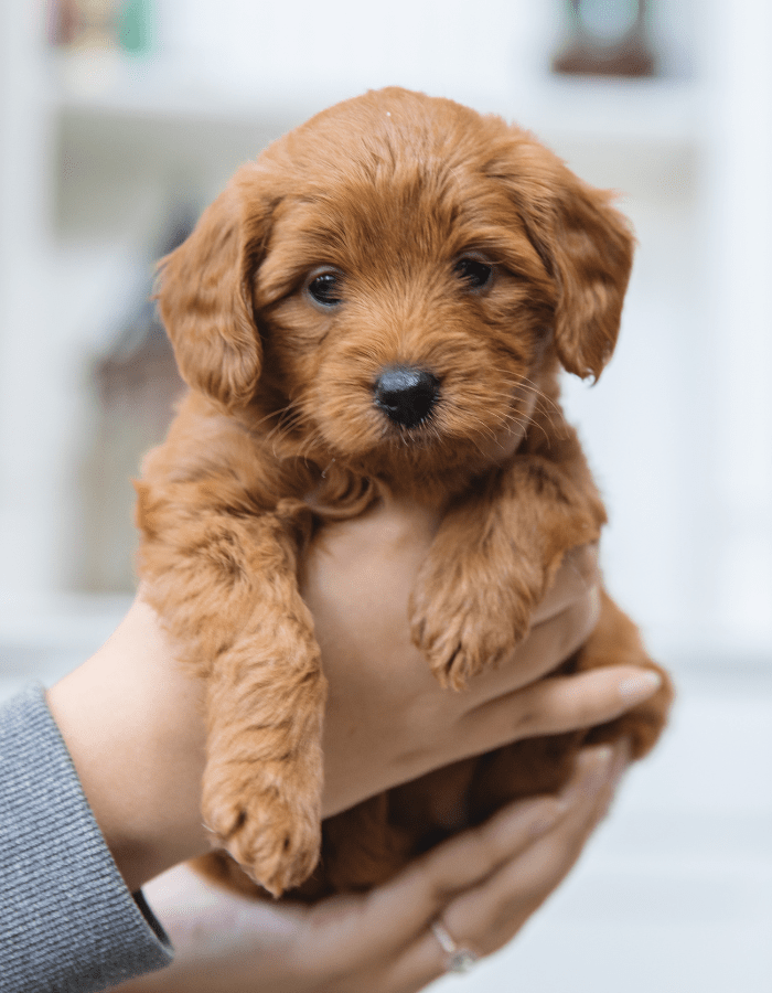 goldendoodle breeder