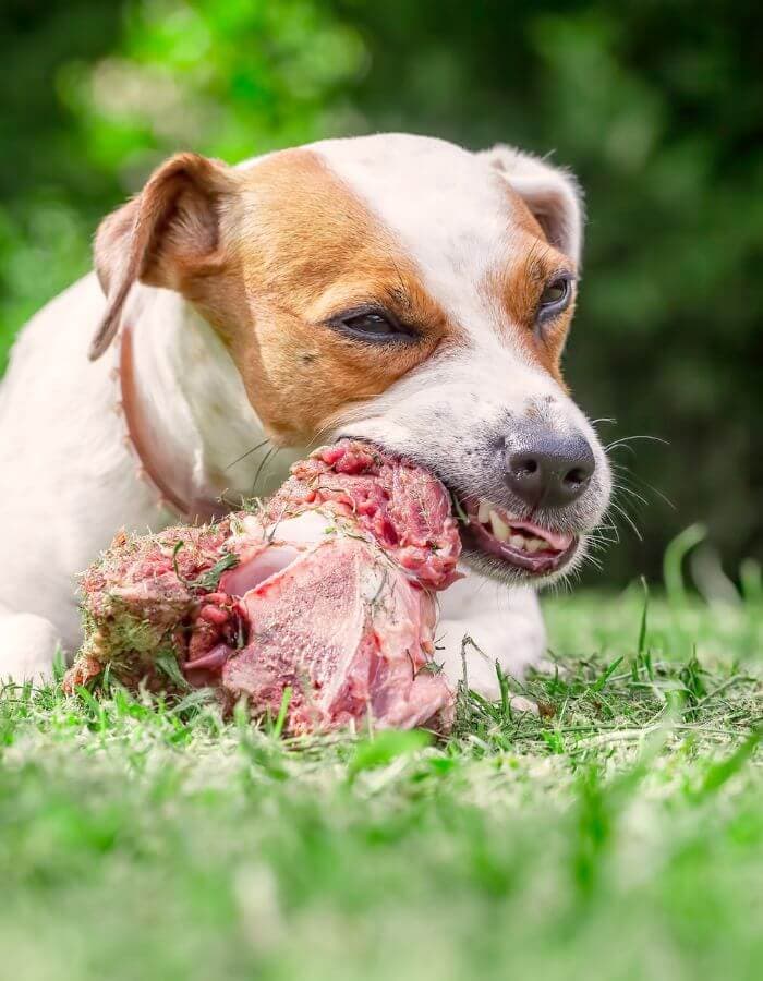 raw food for dogs