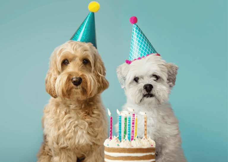 dog birthday cake