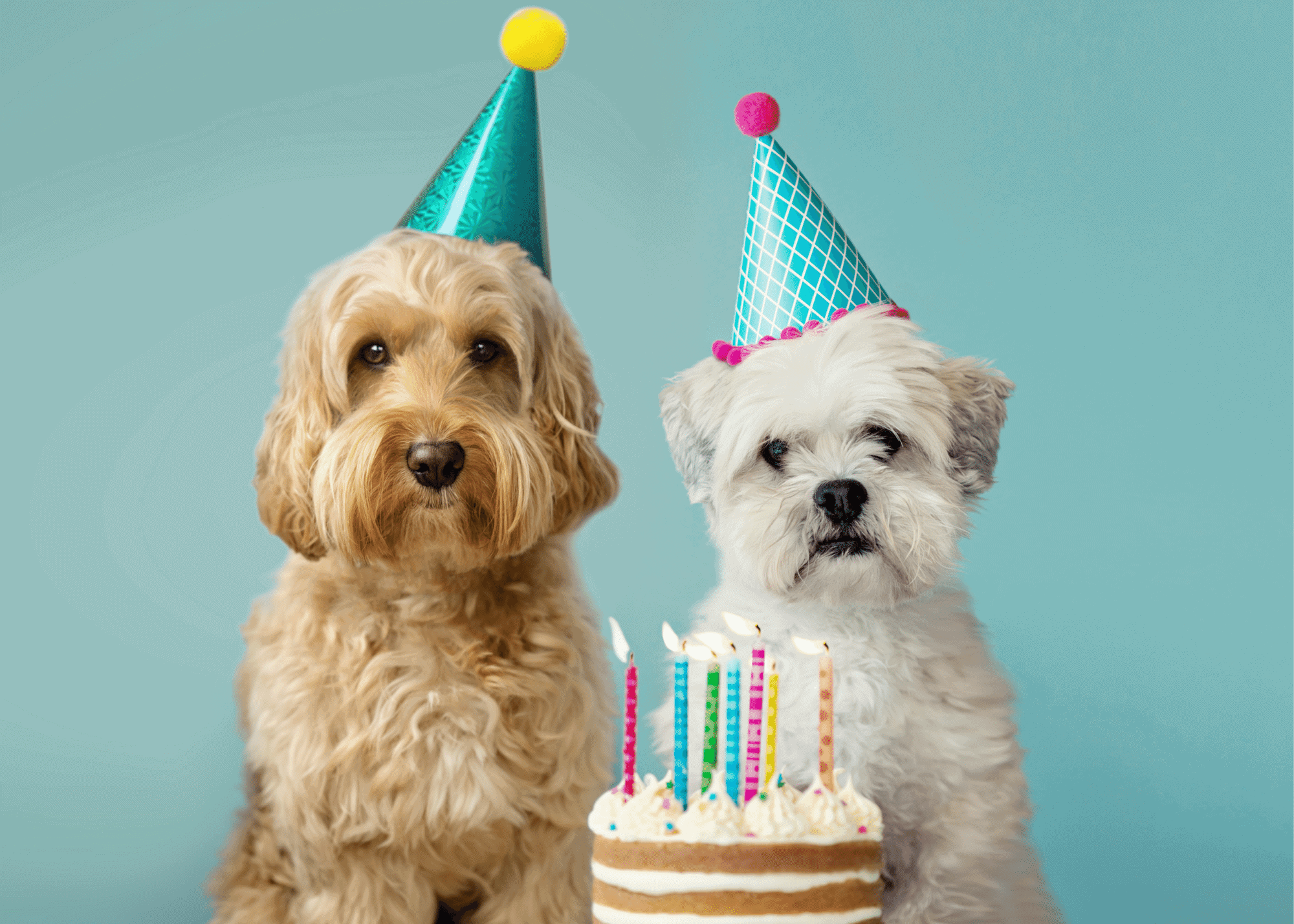 dog birthday cake