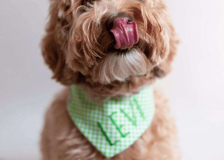 Classic Dog Bandanas: Elevate Your Pup’s Style!