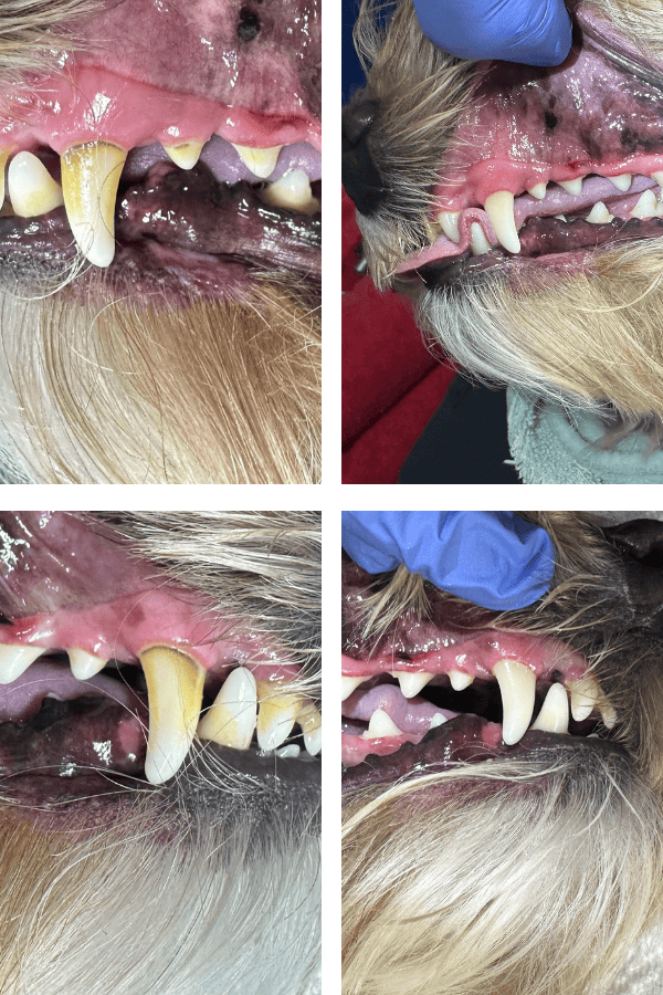 dog dental cleaning before and after