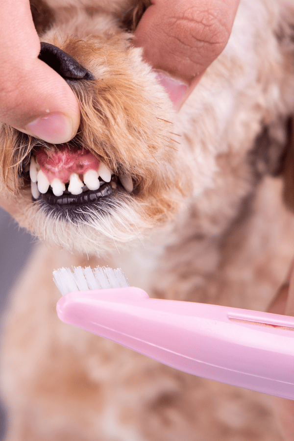 dog teeth brushing