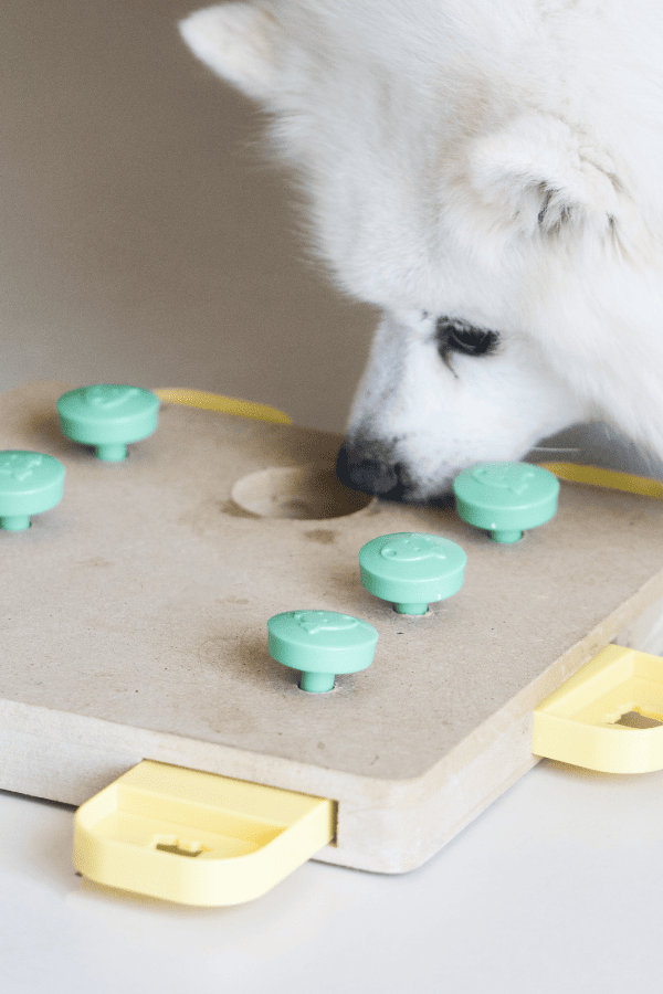 dog doing puzzle