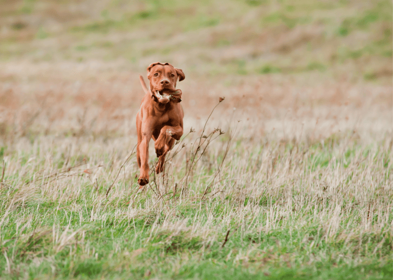 dog need exercise