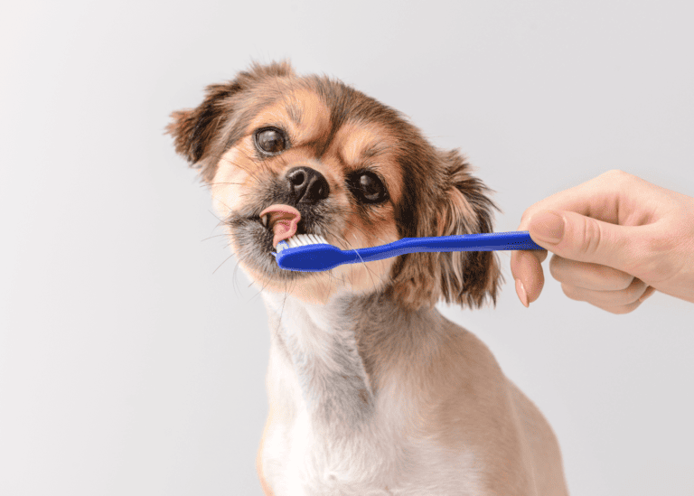 dog dental cleaning