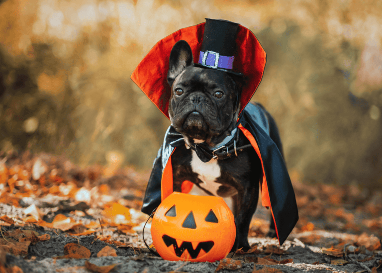 The Ultimate Dog Halloween Costume Roundup: Pawsitively Spooktacular!