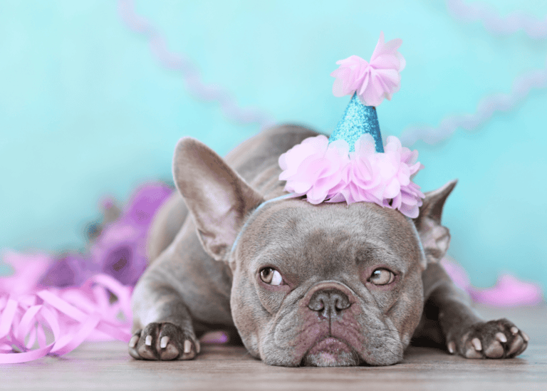 dog birthday party