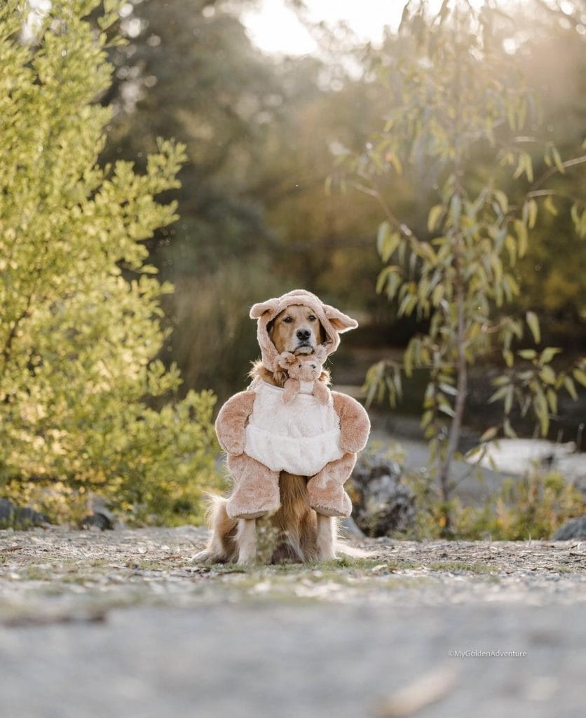 Dog halloween costume