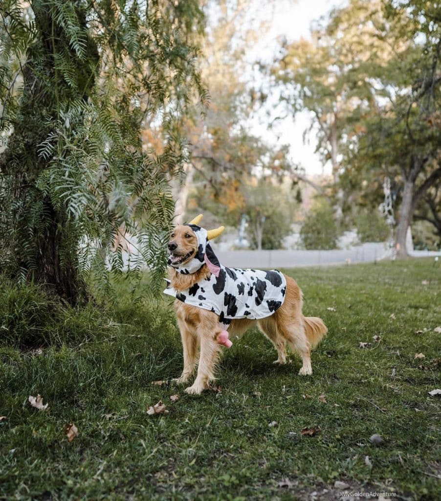 cow costume for dogs