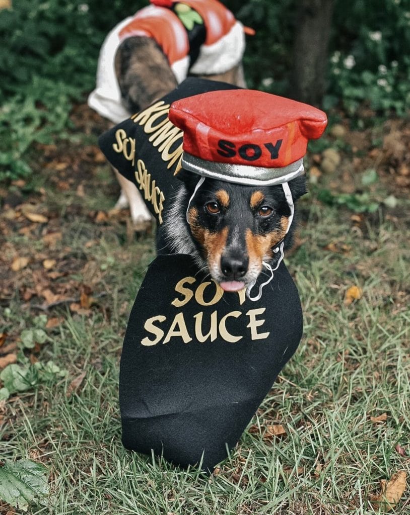 dog soy sauce halloween costume