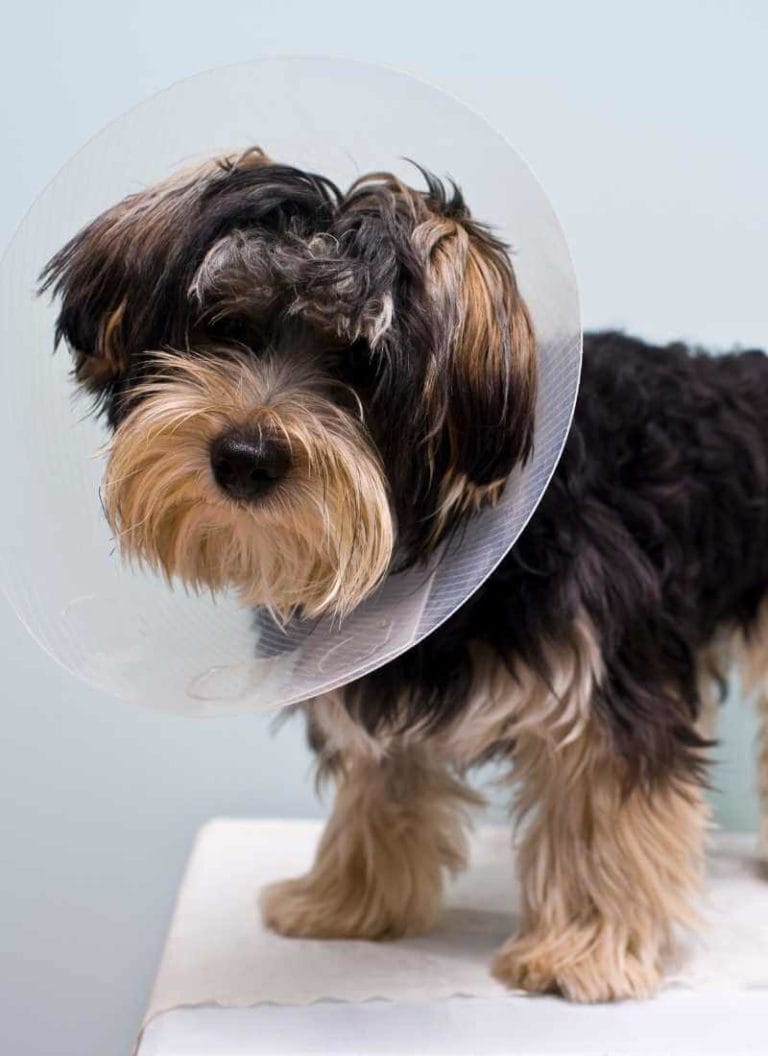 Small dog wearing a surgery cone