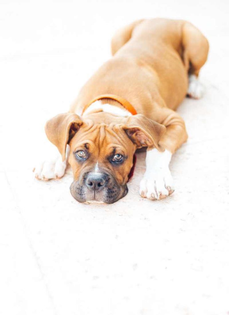 boxer puppy laying down