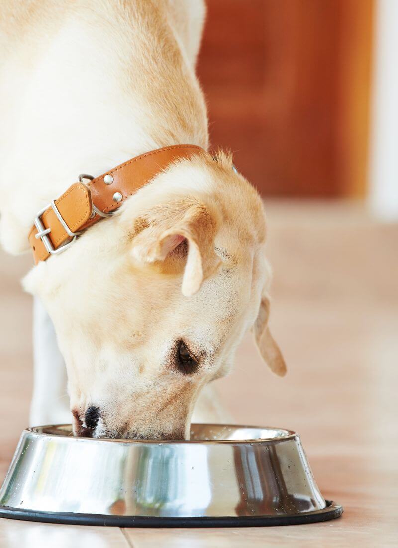 dog eating food from bowl