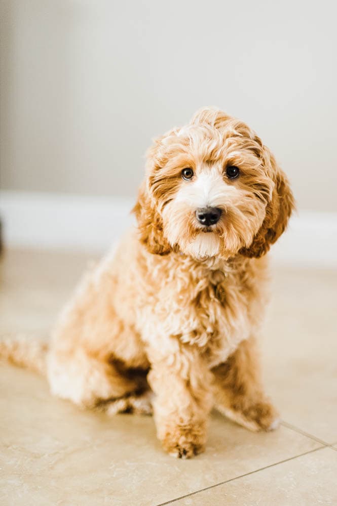 australian labradoodle puppy with wavy coat