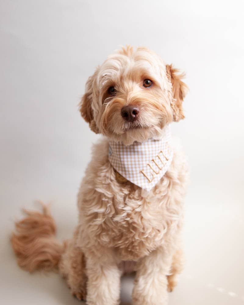 labradoodle dog with soft wavy hair