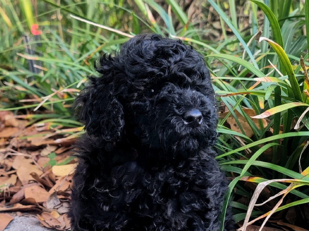 black miniature poodle puppy