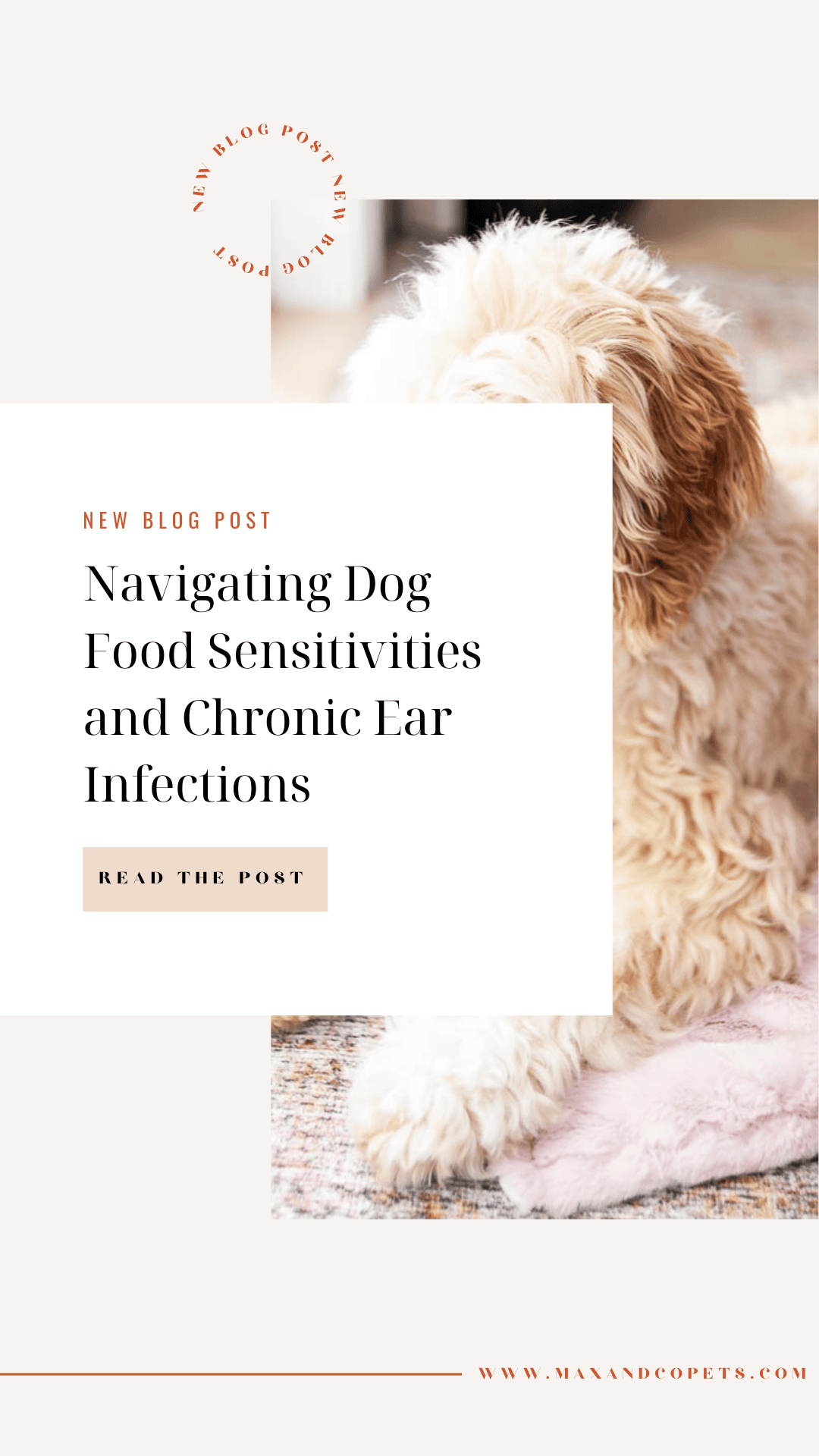 Navigating dog food sensitivities and chronic ear infections